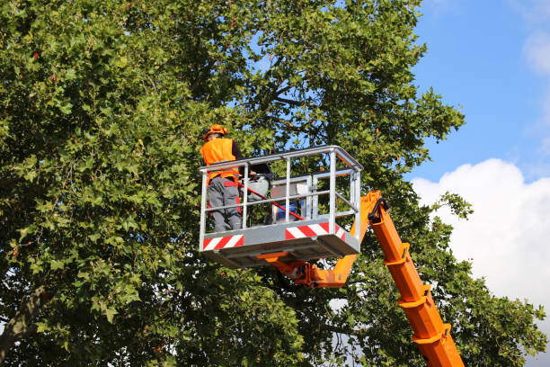 Best Storm Damage Tree Cleanup  in Chevy Chase Village, MD