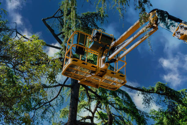 Best Palm Tree Trimming  in Chevy Chase Village, MD