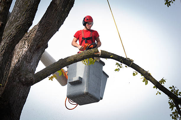 Best Firewood Processing and Delivery  in Chevy Chase Village, MD
