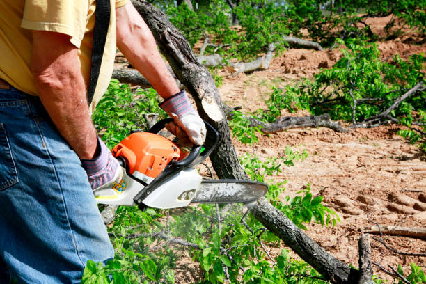 Best Pest Control for Lawns  in Chevy Chase Village, MD